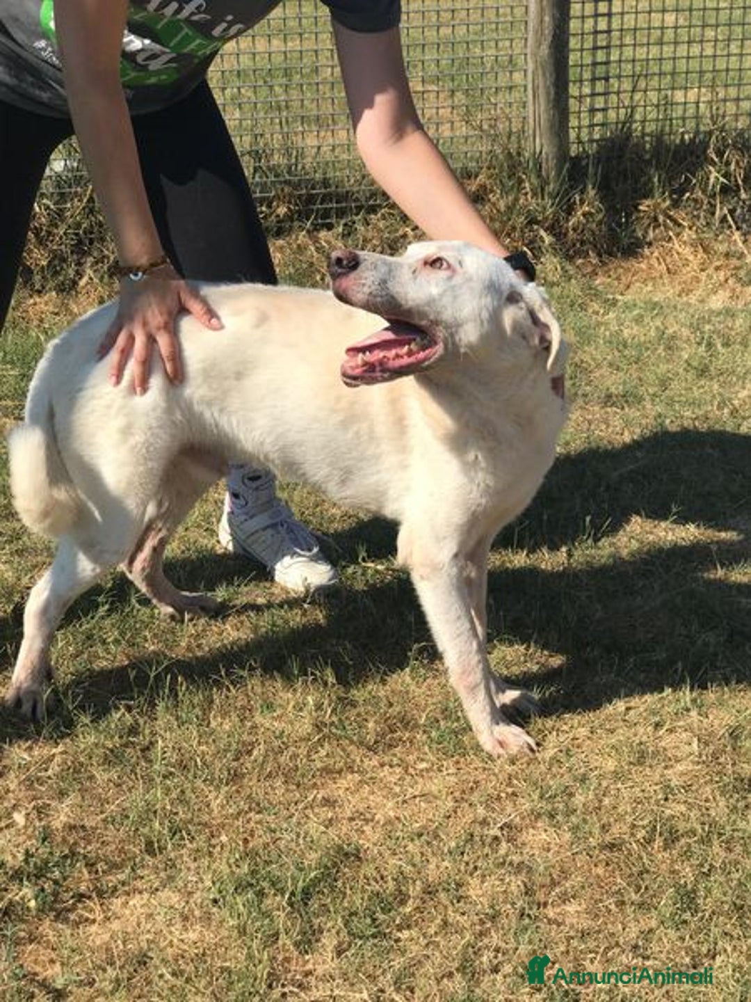 Labrador cani in regalo: BOSTON, OCCHI DOLCISSIMI a Provincia di Latina - Immagine 4