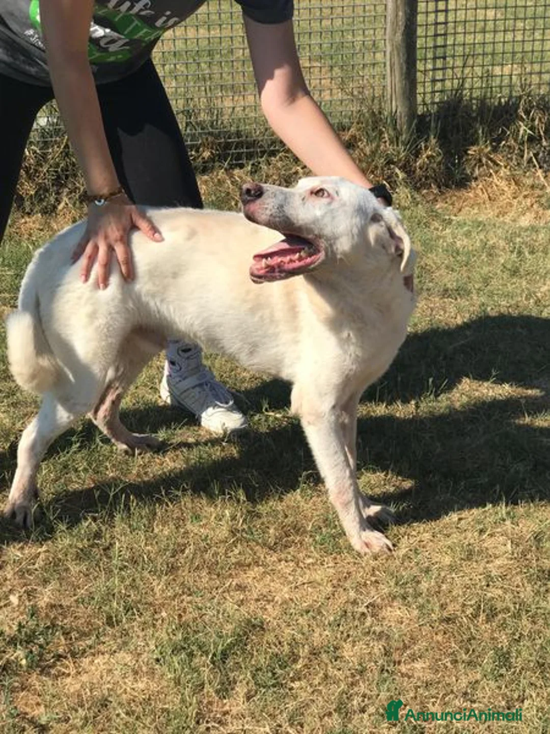 Labrador cani in regalo: Boston, simil labrador dagli occhi dolcissimi a Provincia di Latina - Annuncio 4