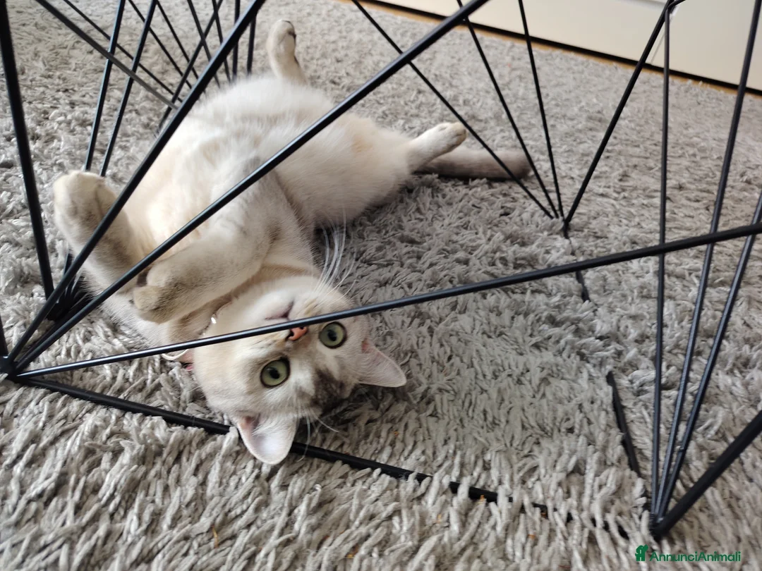 Scottish gatti per accoppiamento: Cercasi Scottish maschio per monta  a Città metropolitana di Milano - Annuncio 6