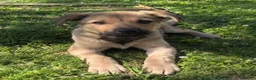 Meticcio cani in regalo: Cucciola 4 mesi taglia medio piccola a Città Metropolitana di Torino - Annuncio 4