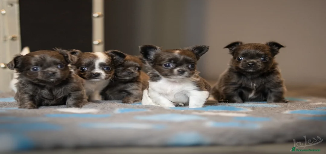 Immagine della galleria {{count}}