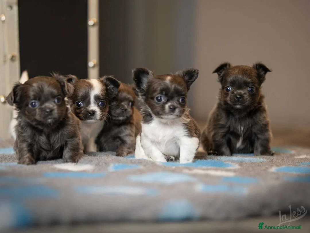 Immagine della galleria {{count}}