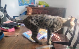 Bengala gatti in vendita: Splendida femmina di gatto bengala - Annuncio 4