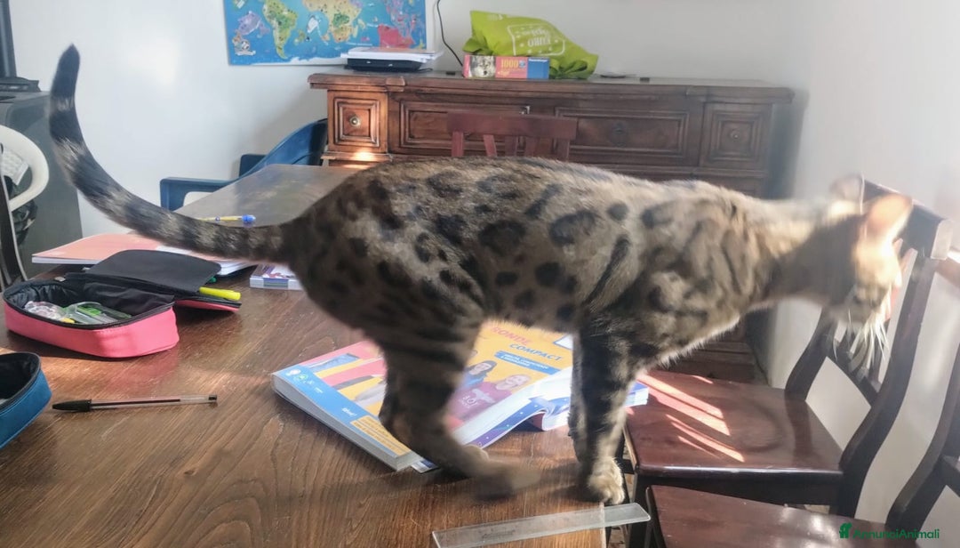 Bengala gatti in vendita: Splendida femmina di gatto bengala - Annuncio 4