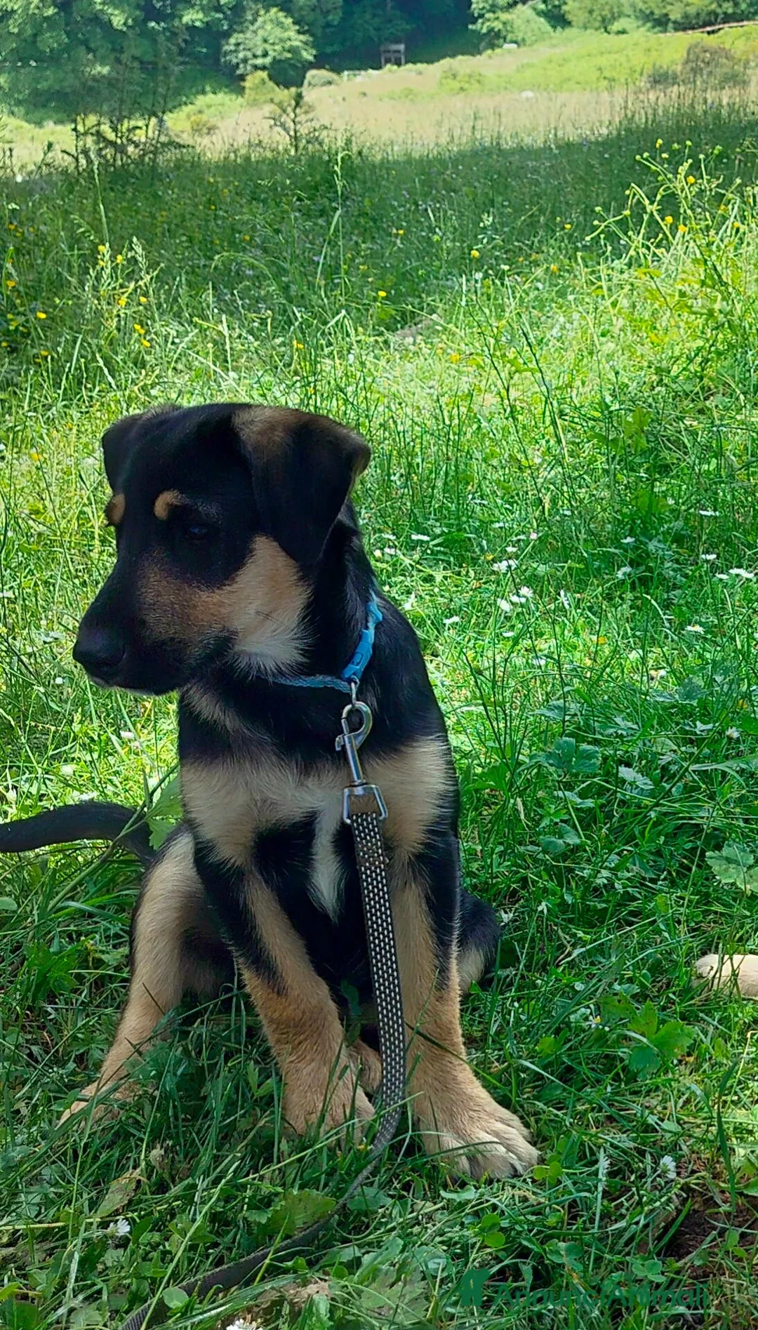 Meticcio cani in regalo: Cucciolo cerca casa - Annuncio 2