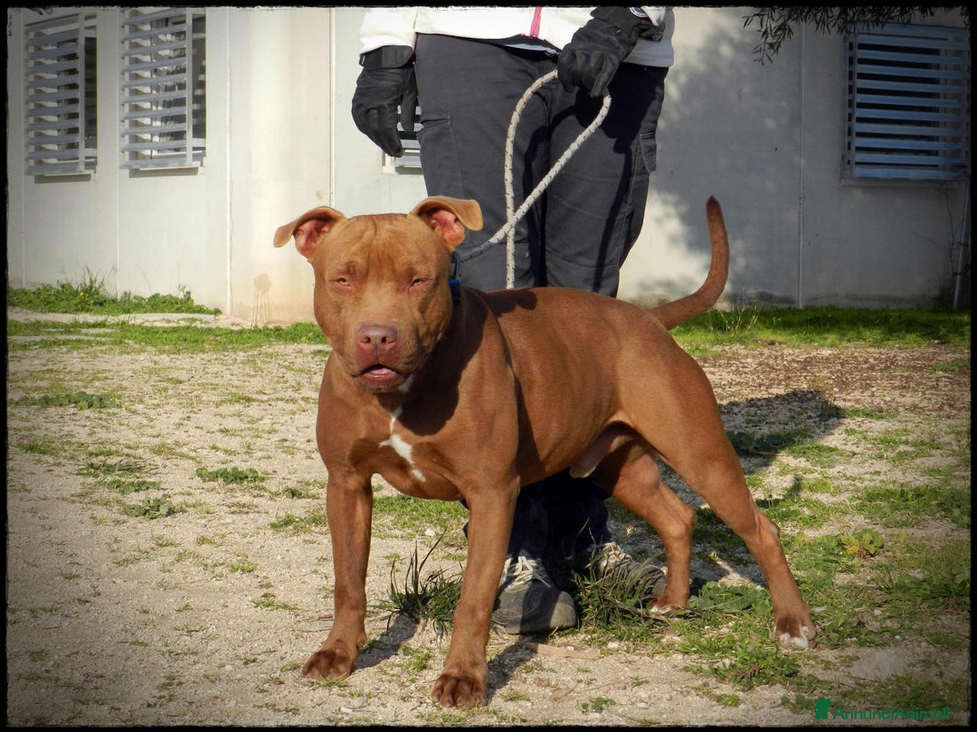 Pitbull cani in regalo: Pasha pit superbravo a Città metropolitana di Milano - Immagine 3
