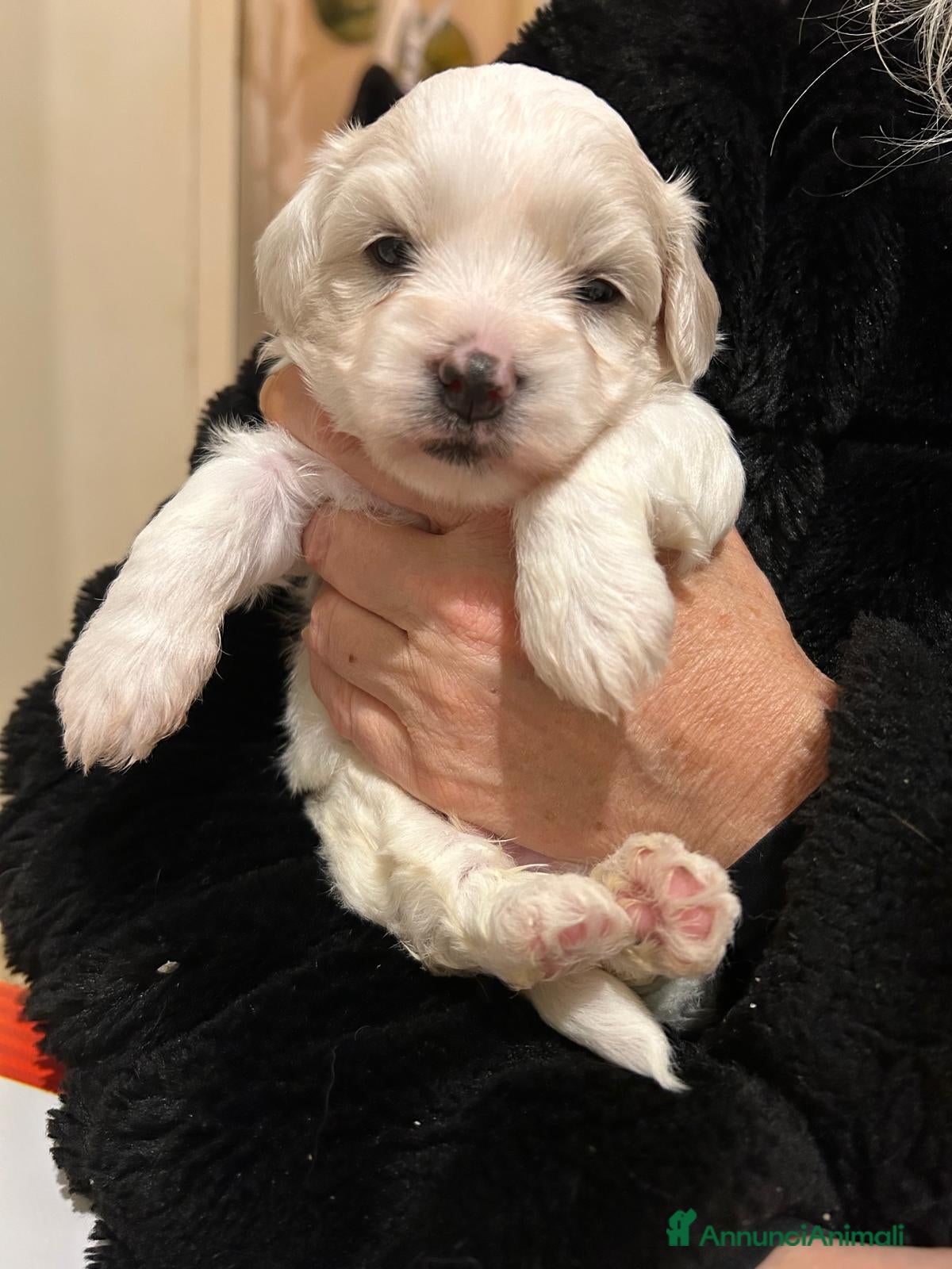 Maltese cani MALTESI - Annuncio 2