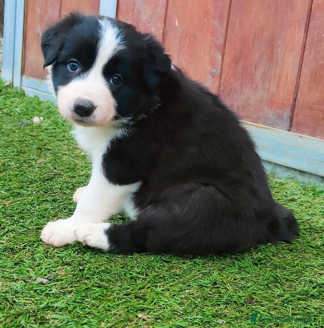 Border Collie cani in vendita: Ultime due femmine - Annuncio 6