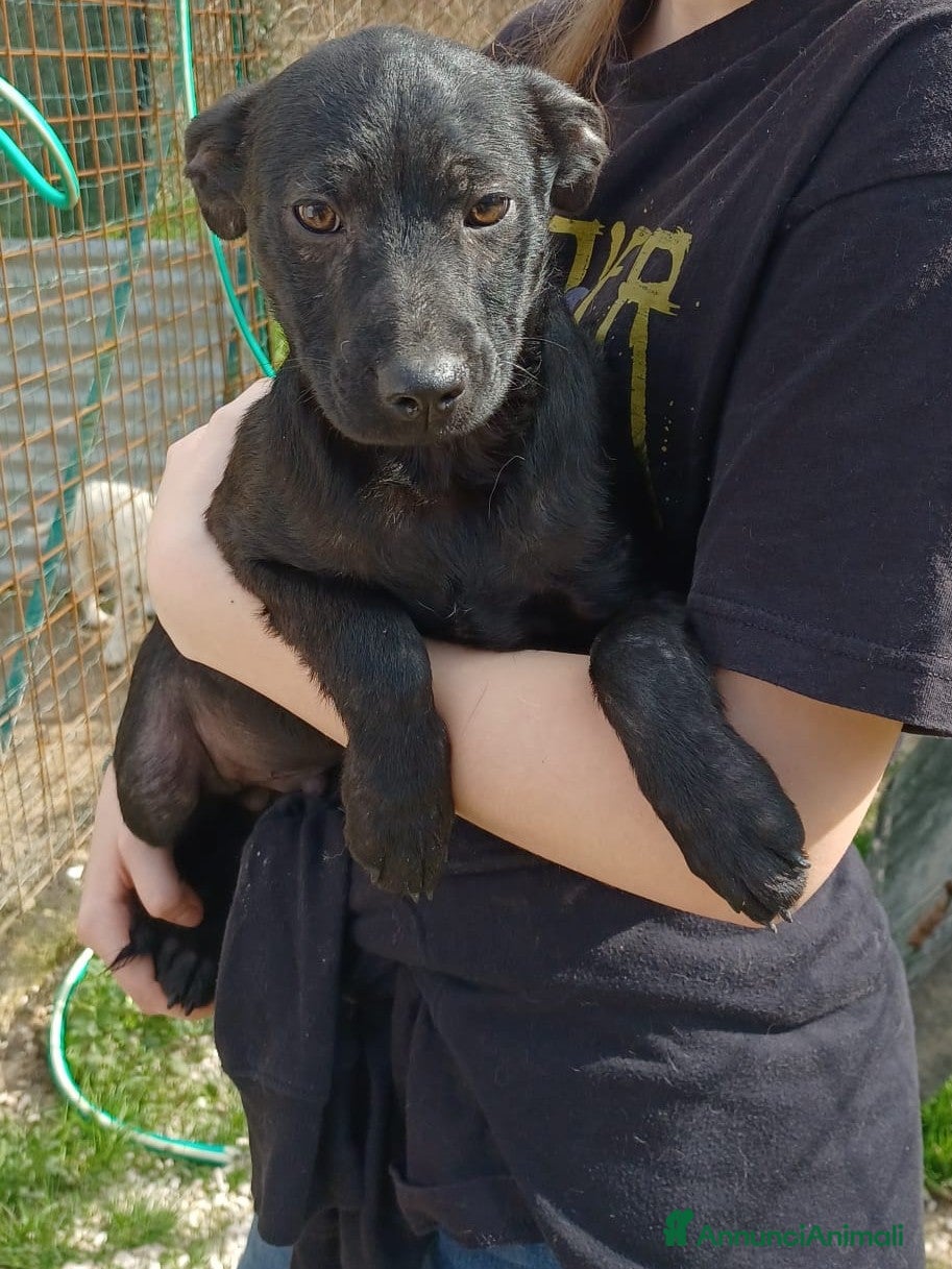 Meticcio cani DUE TENERI FRATELLINI a Provincia di Ferrara - Annuncio 32