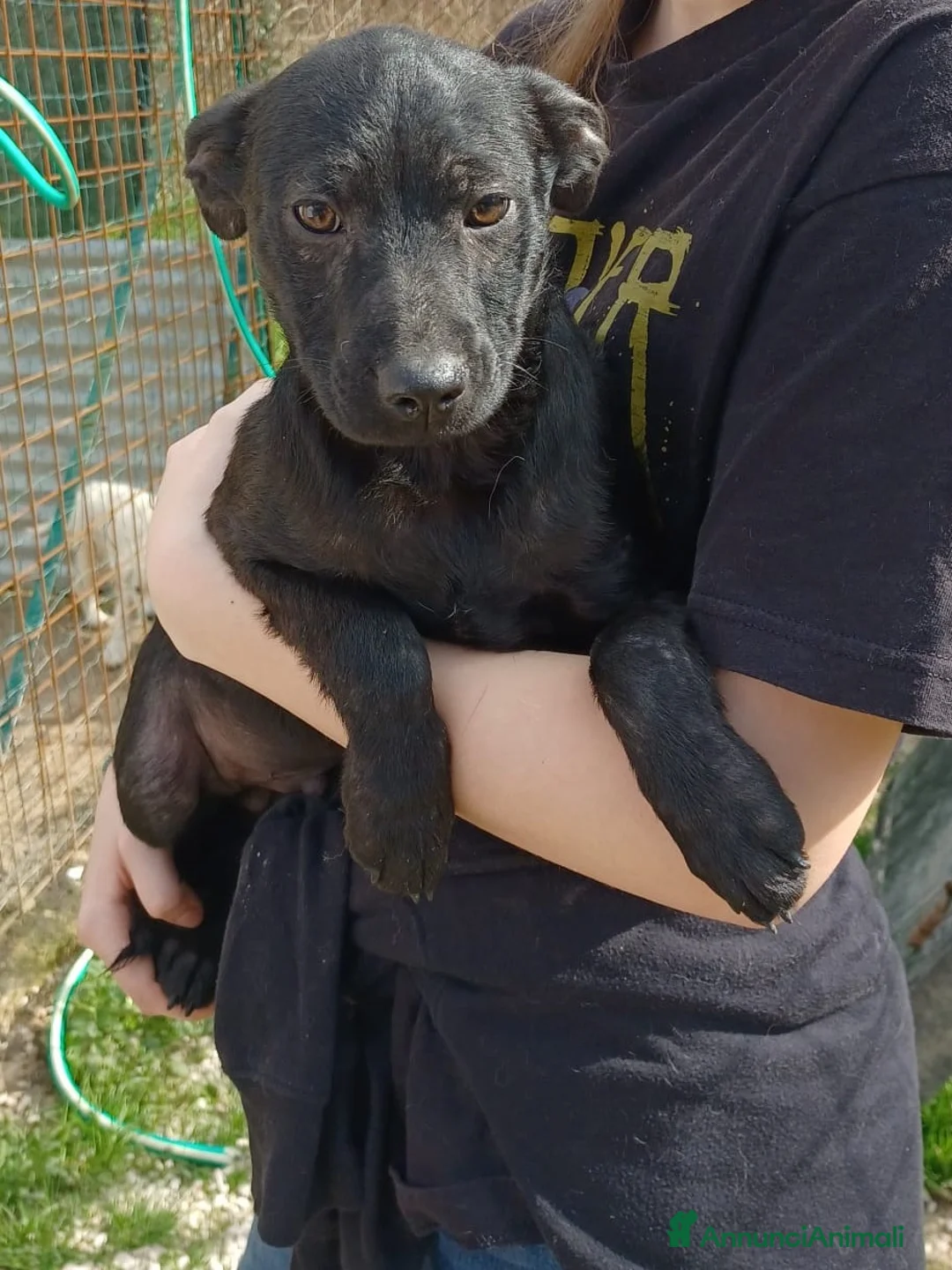 Meticcio cani in regalo: DUE TENERI FRATELLINI a Provincia di Ferrara - Annuncio 1