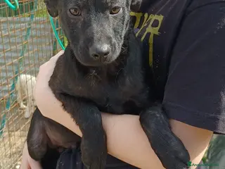 Meticcio cani DUE TENERI FRATELLINI a Provincia di Ferrara - Annuncio 28