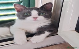 Europeo gatti in regalo: Pandino e Frangetta - Immagine 4