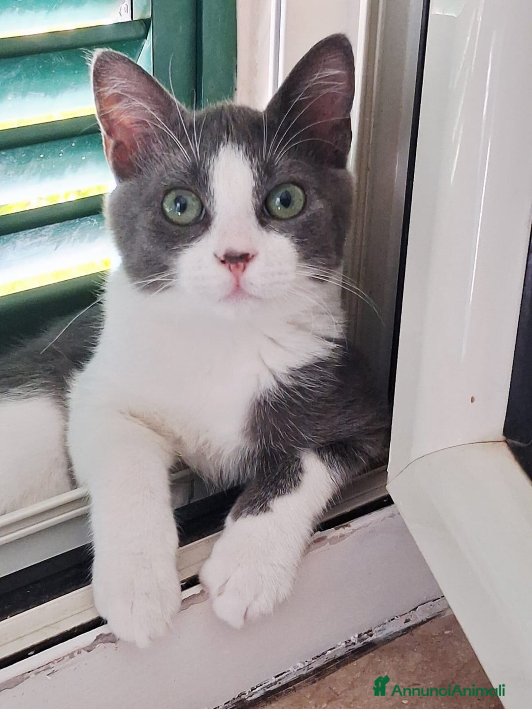 Europeo gatti in regalo: Pandino e Frangetta - Immagine 4