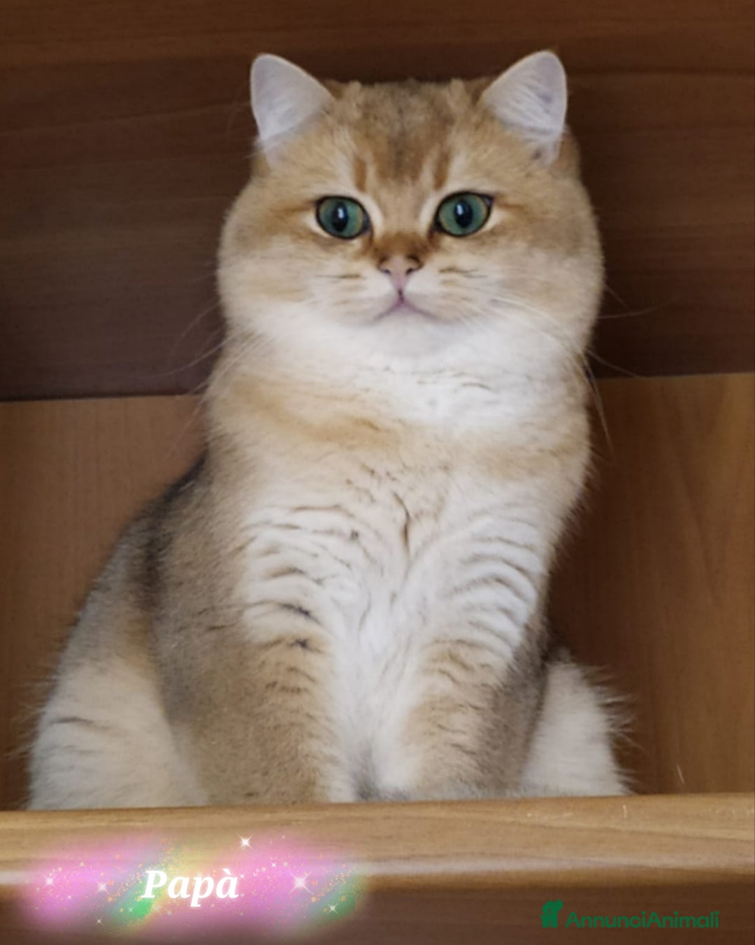 British gatti in vendita: Cuccioli British Golden e Silver a Provincia di Bergamo - Immagine 9