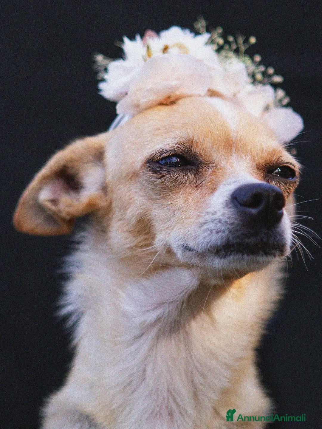 Chihuahua cani in regalo: Adotta Tequila - Annuncio 2