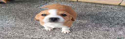 Beagle cani in regalo: Pluto e Poldino, 2 mesi, cercano adozioni - Annuncio 3