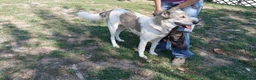 Meticcio cani in regalo: MERAVIGLIOSA BELLA, INC. CAUCASO CERCA CASA - Annuncio 3