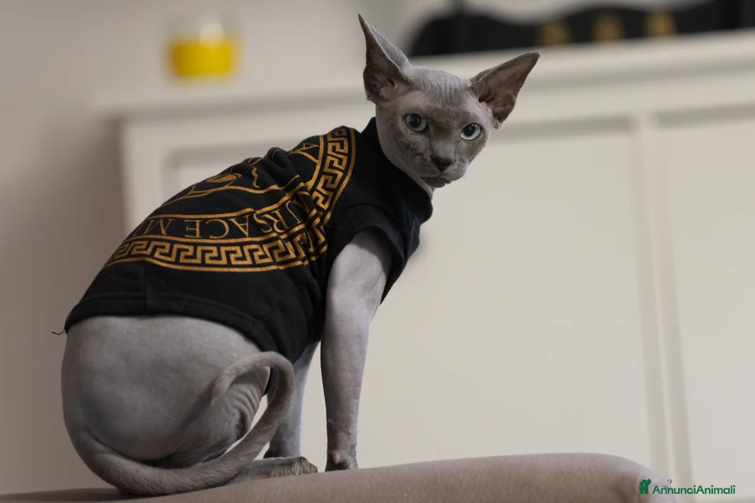 Sphynx gatti in vendita: Gatto sphynx in salute a Città Metropolitana di Bologna - Annuncio 2