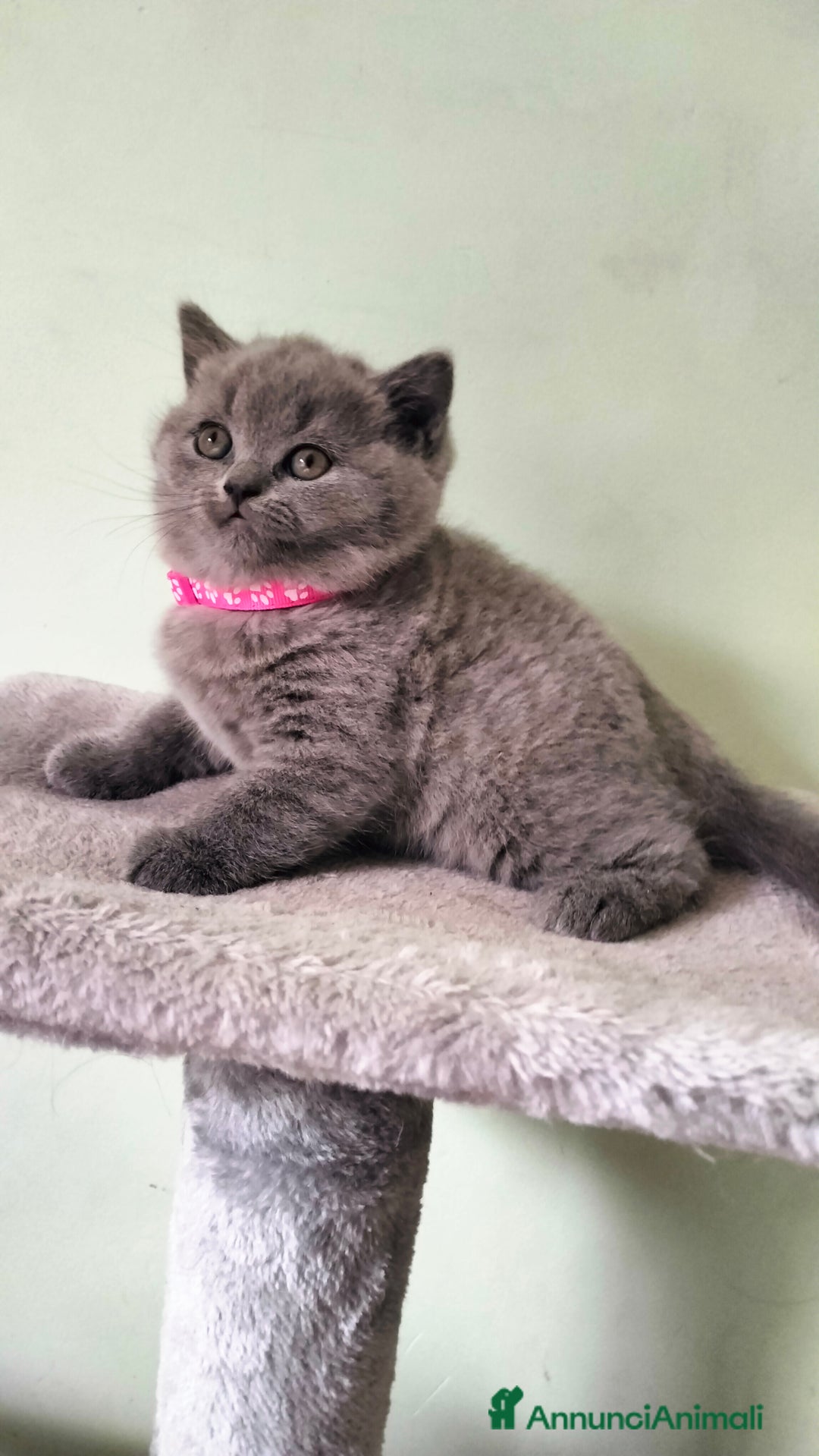 British gatti in vendita: Cuccioli British/Scottish  - Annuncio 5