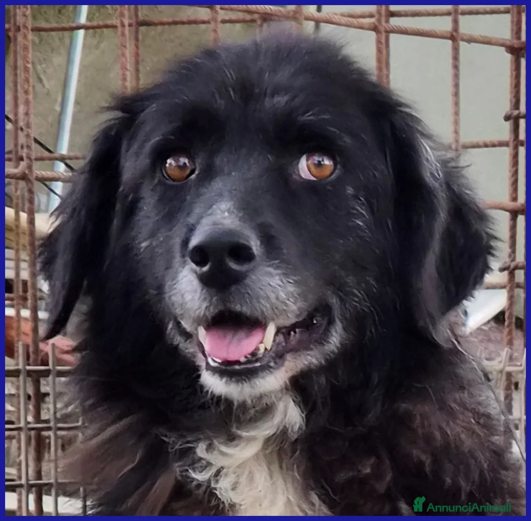 Meticcio cani in regalo: ERAORA, TENERA VECCHIETTA 9 ANNI - Annuncio 2