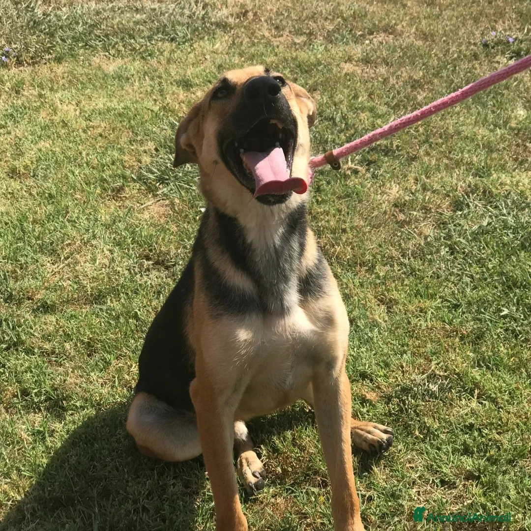 Pastore Tedesco cani in regalo: SEGGHIO meraviglioso derivatopastore tedesco a Provincia di Latina - Annuncio 6