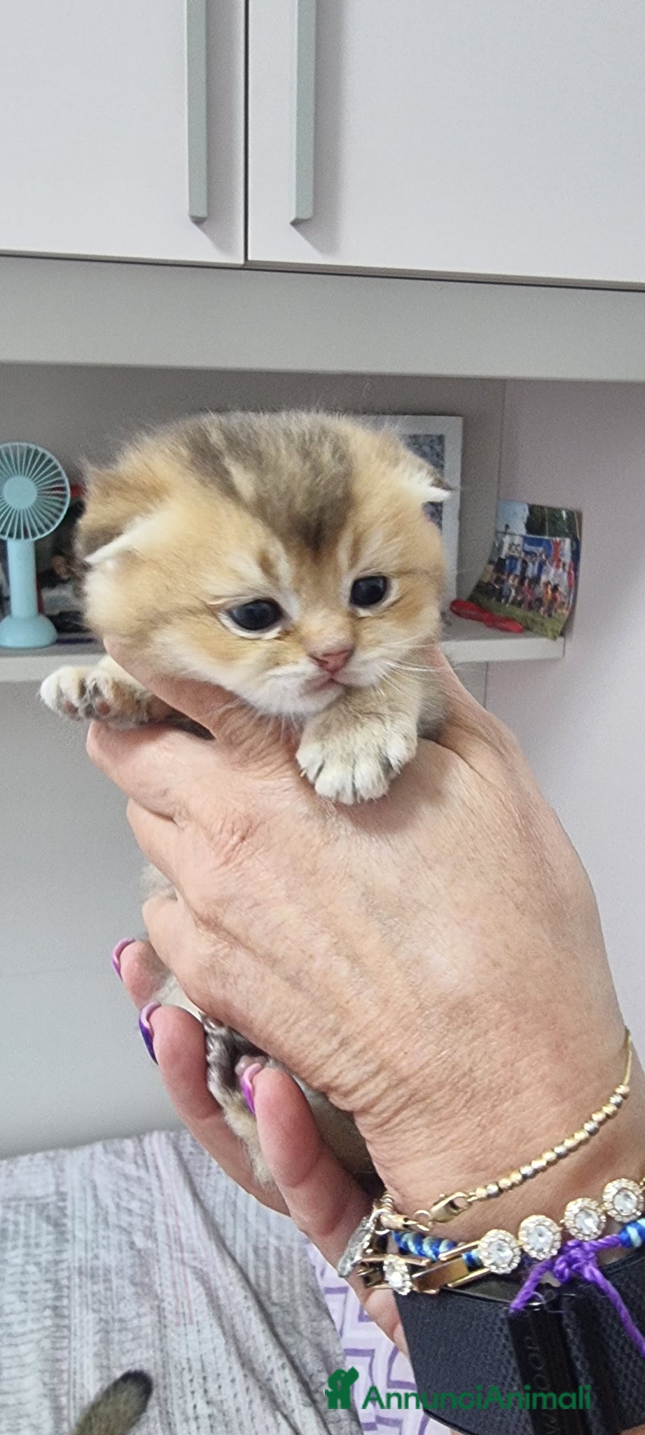 Scottish gatti in vendita: Cuccioli razza scottish a Città Metropolitana di Bologna - Annuncio 6