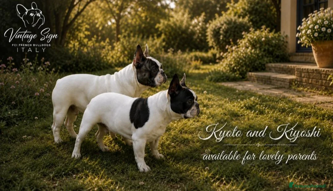 Bulldog Francese cani in vendita: Maschi di Bouledogue Francese con pedigree Enci - Annuncio 2