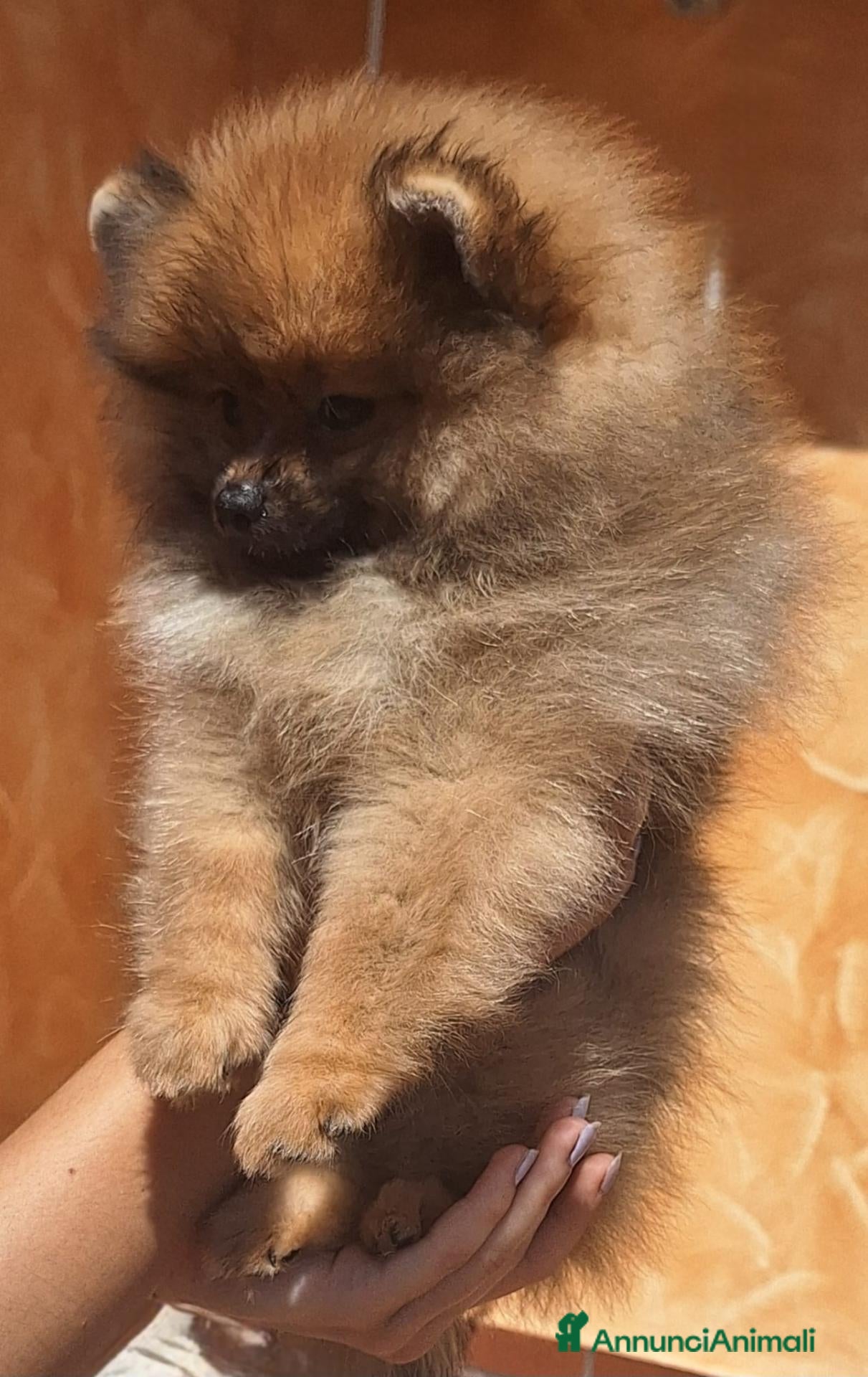 Volpino Pomerania cani Cuccioli di Spitz Tedesco Nano (Pomerania) - Annuncio 2
