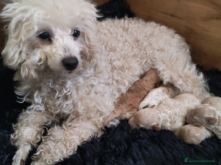 Barboncino Toy cani Barboncini toy - Annuncio 1