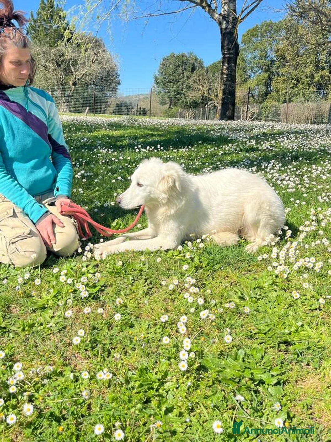 Meticcio cani in regalo: MARY ABBANDONATA COME SPAZZATURA HA BISOGNO DI TE - Annuncio 4