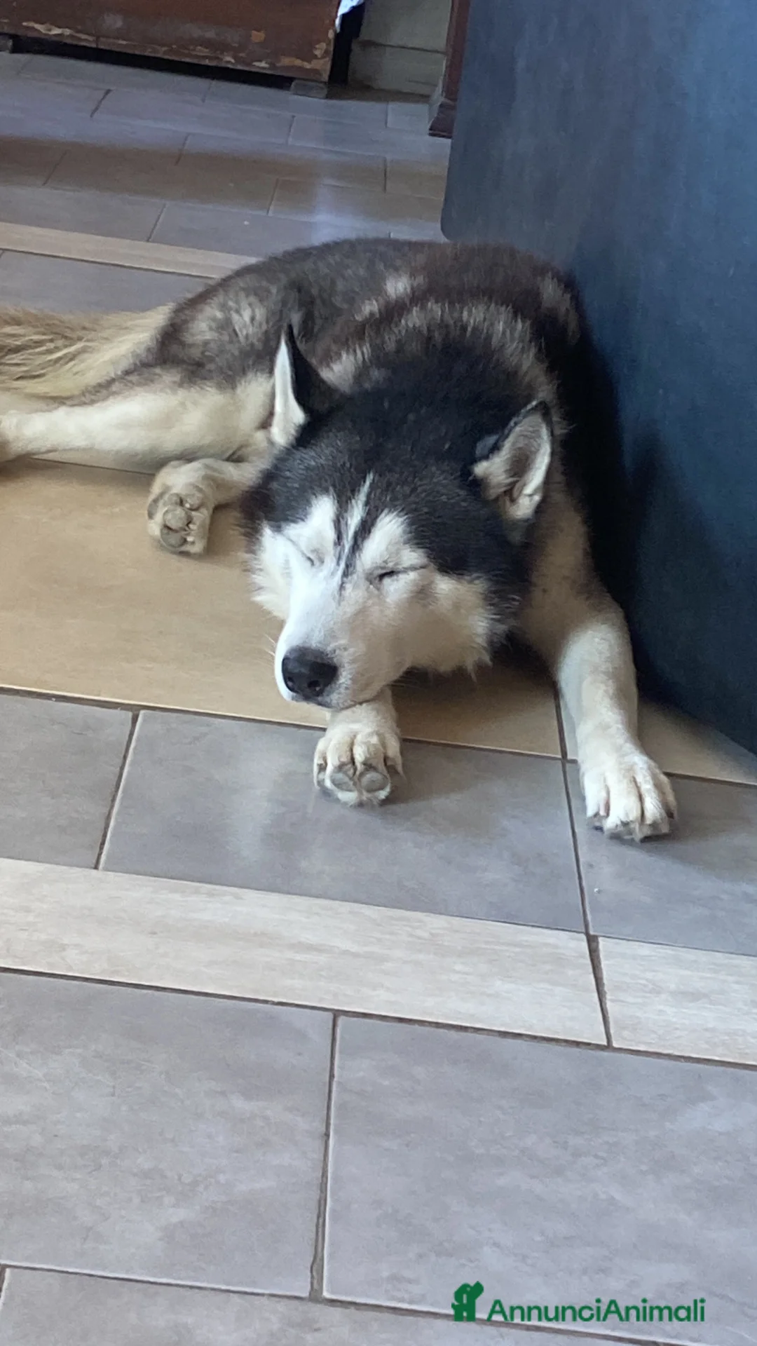 Husky cani per accoppiamento: Tyson cerca compagna  - Annuncio 9