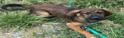 Meticcio cani in regalo: Aron 2anni(la mamma èSetter)in canile da sempreSUD - Annuncio 6