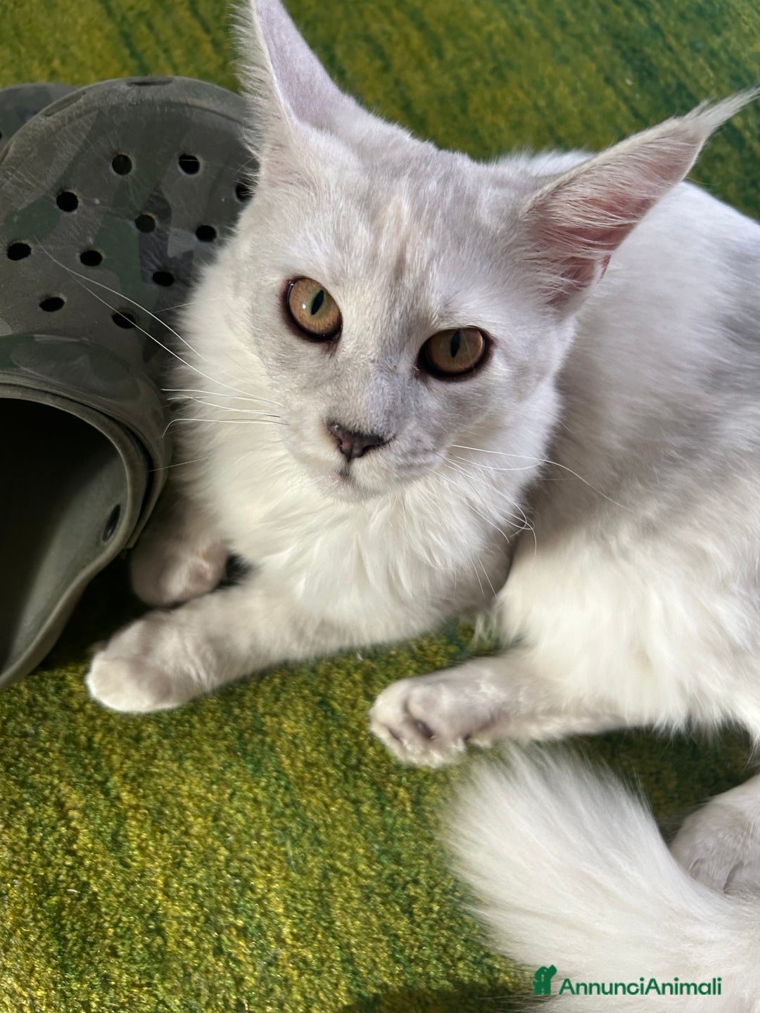 Maine Coon gatti in vendita: Maine Coon femmina 7 mesi con pedigree  - Annuncio 7