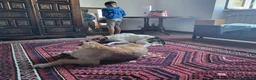 Meticcio cani in regalo: Adozione di coppia? Sarebbe un miracolo - Annuncio 11