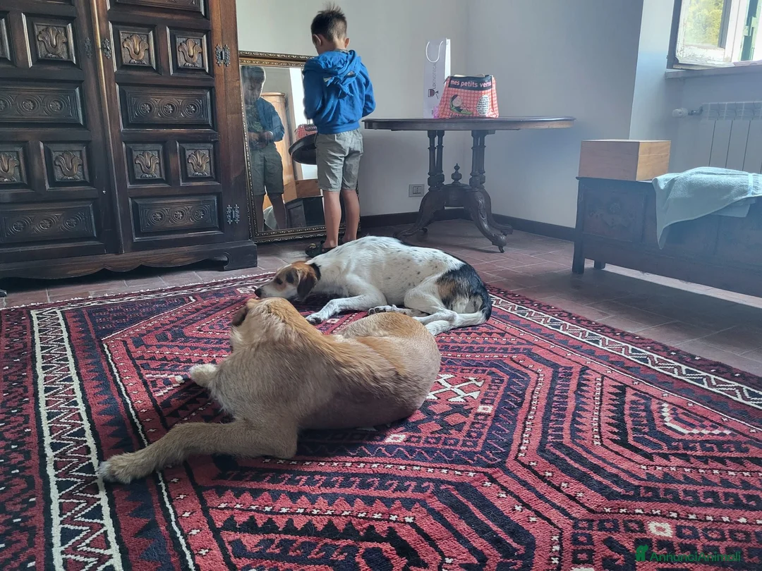 Meticcio cani in regalo: Adozione di coppia? Sarebbe un miracolo - Annuncio 11