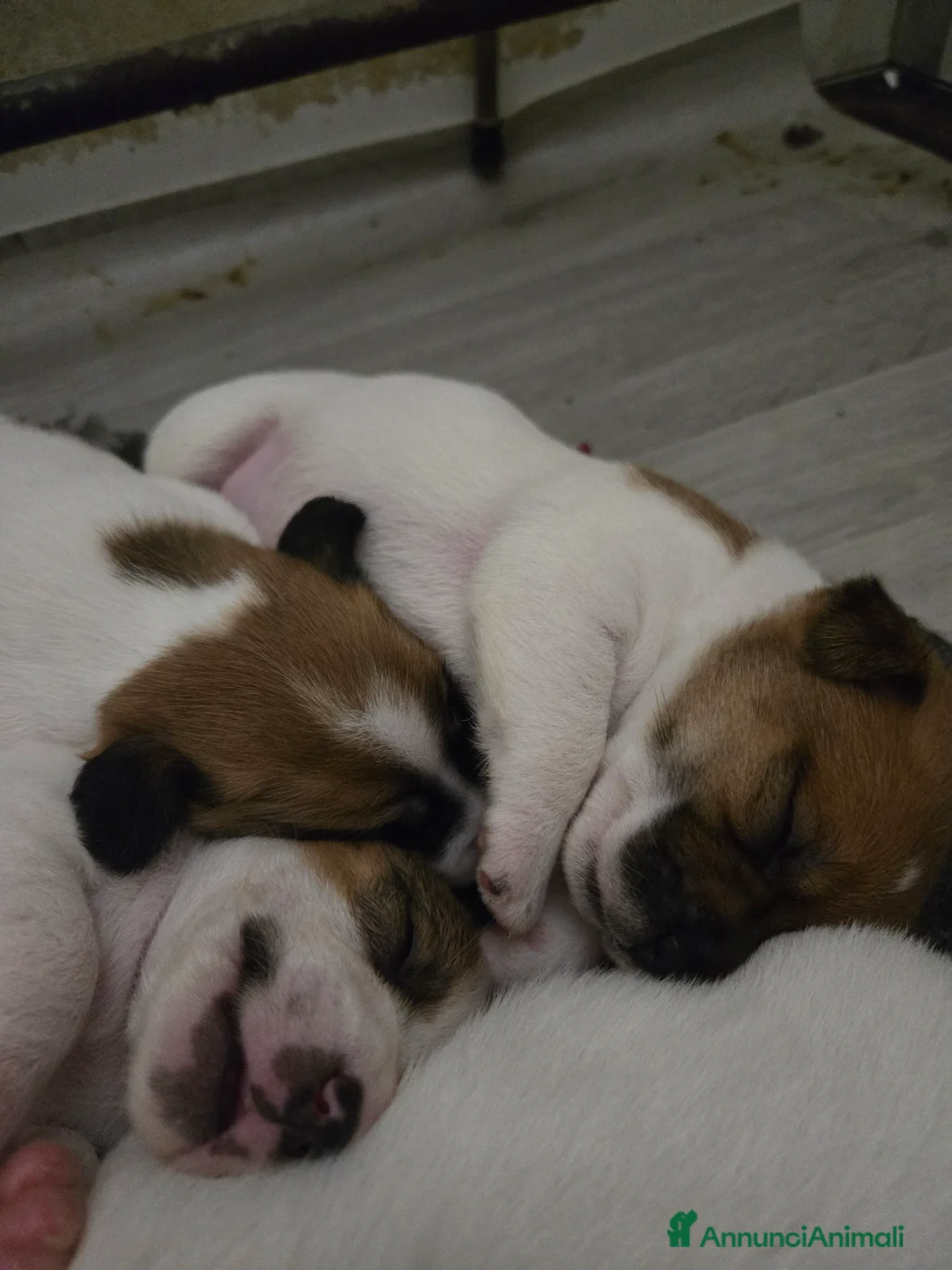 Jack Russell cani in vendita: Cuccioli Jack russell terrier - Annuncio 9