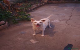 Meticcio cani in regalo: ALICE  a Città Metropolitana di Torino - Immagine 2