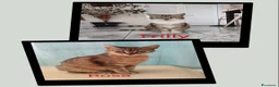 Europeo gatti in regalo: 4micini 50giorni IN ARRIVO A MILANO( su richiesta) - Annuncio 11