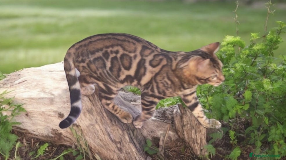 Bengala gatti Gatto del Bengala  - Annuncio 14