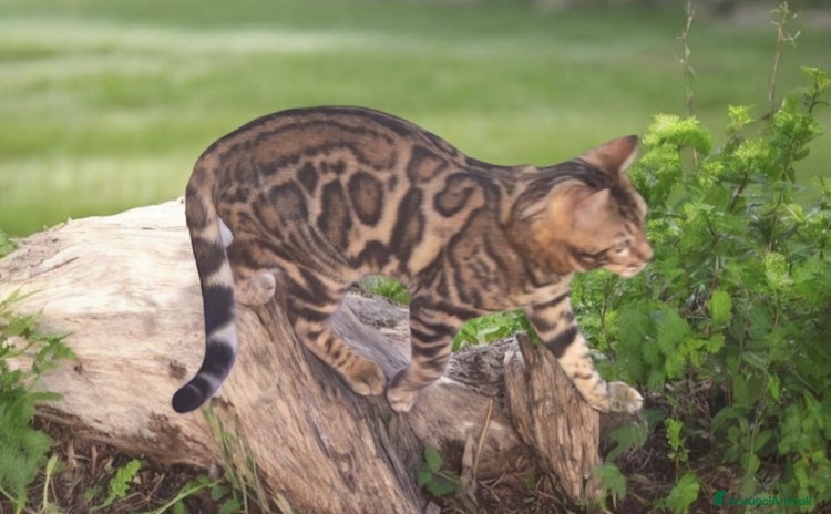 Bengala gatti Gatto del Bengala  - Annuncio 19