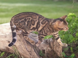 Bengala gatti Gatto del Bengala - Annuncio 22