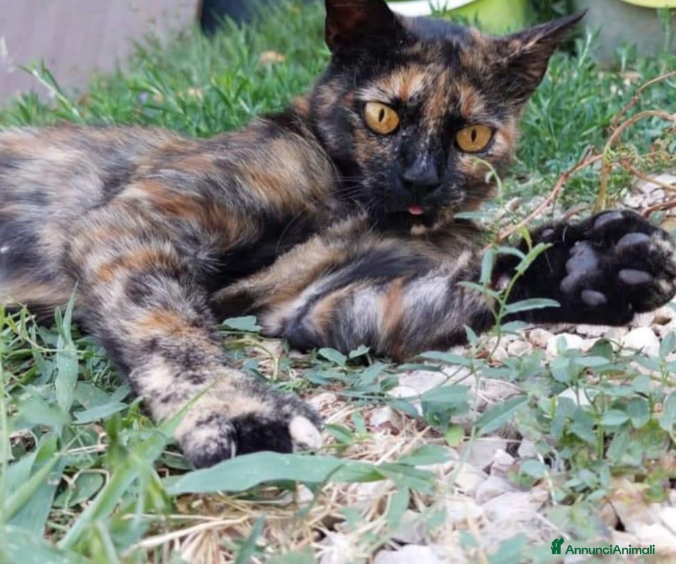 Europeo gatti Gattina tartarugata - Annuncio 15