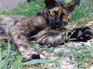 Europeo gatti Gattina tartarugata - Annuncio 15