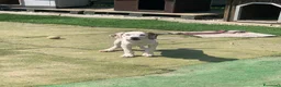 Meticcio cani in regalo: Pluto  - Annuncio 2