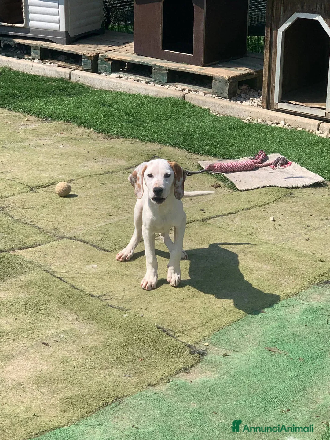 Meticcio cani in regalo: Pluto  - Annuncio 2