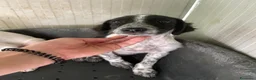 Meticcio cani in regalo: FRATELLO E SORELLA a Città metropolitana di Milano - Annuncio 4