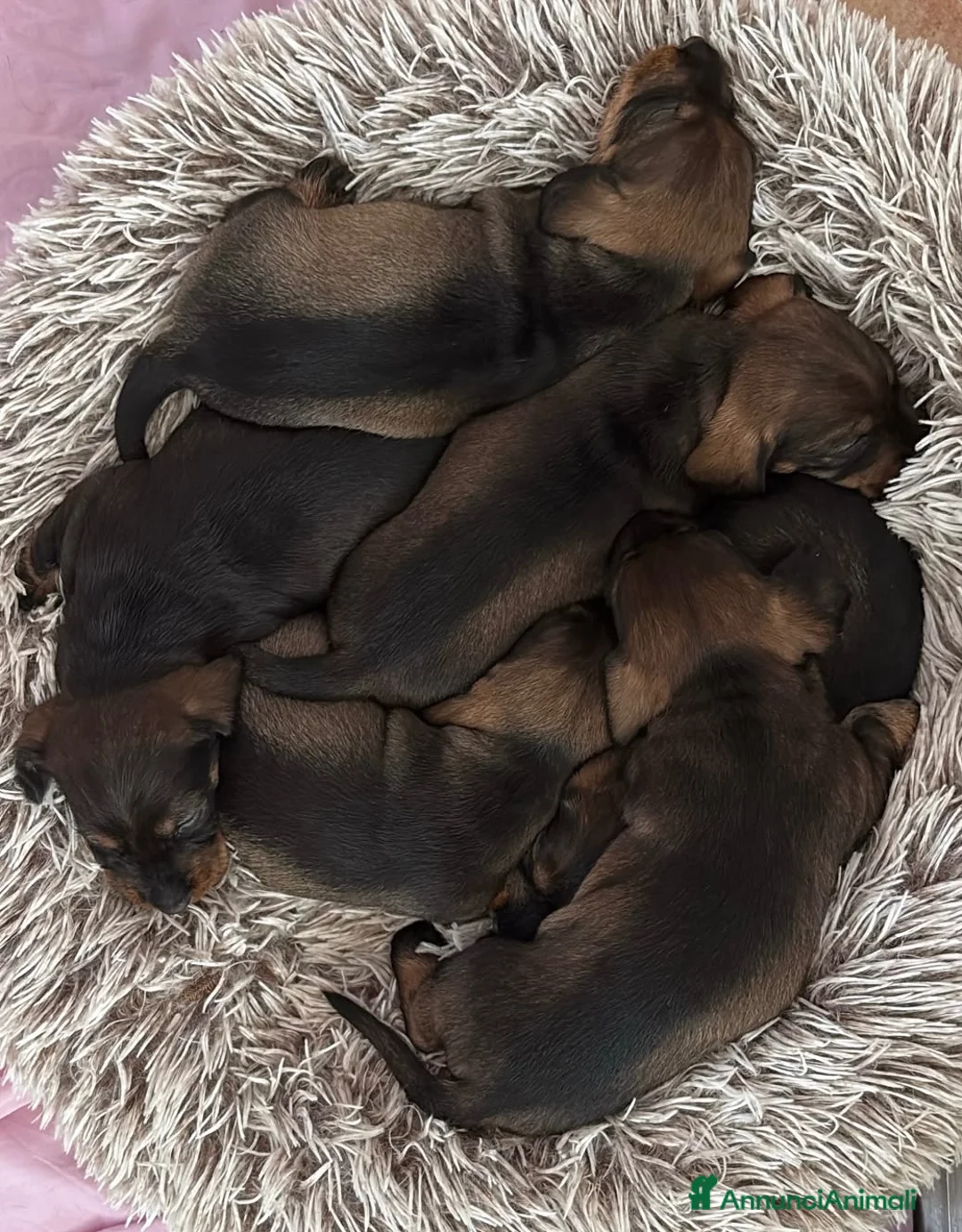 Bassotto cani in vendita: Cuccioli di bassotto tedesco standard a pelo duro - Annuncio 2