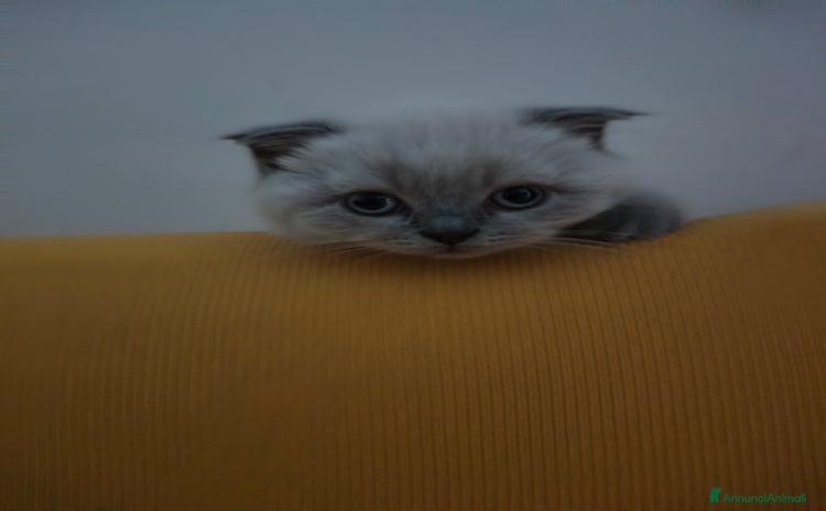 Scottish gatti a Città Metropolitana di Torino - Annuncio 19