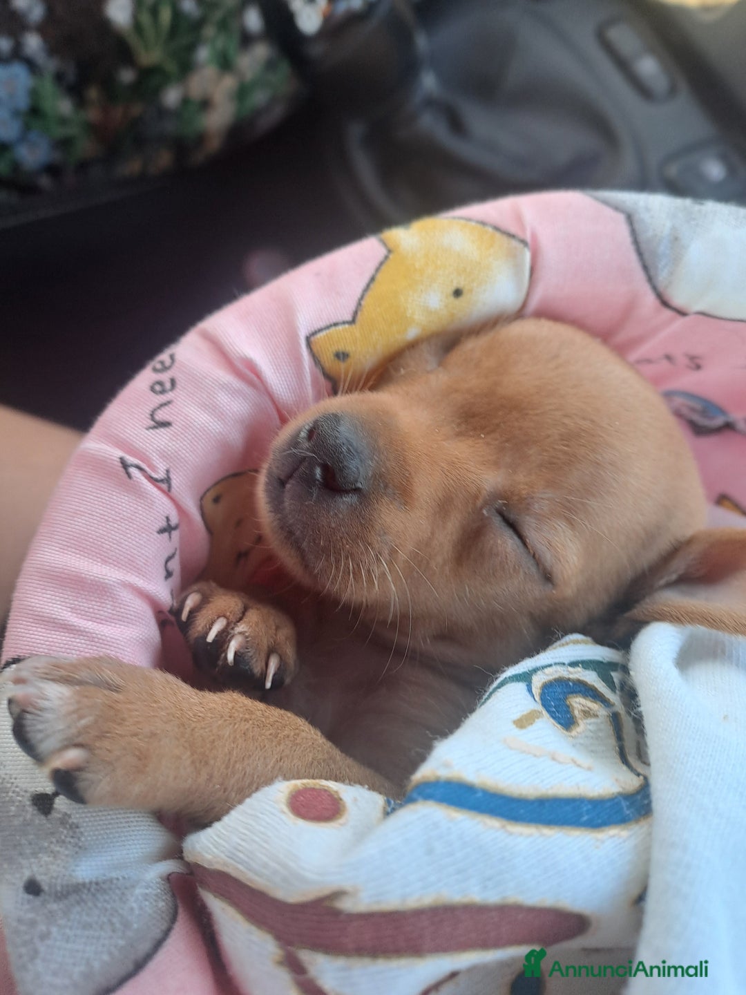 Chihuahua cani in vendita: Chihuahua 300 prezzo trattabile  - Annuncio 4