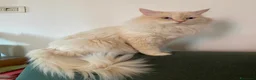 Siberiano gatti per accoppiamento: Gatto siberiano disponibile per Monta con Pedigree a Provincia di Verona - Annuncio 2